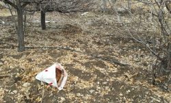 دستگیری شکارچی غیر مجاز با لاشه گراز وحشی در حاجی‌آباد