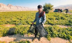 کشت ۲۰۰ هکتار صیفی‌جات تابستانه در حاجی‌آباد آغاز شد