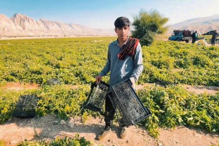 کشت ۲۰۰ هکتار صیفی‌جات تابستانه در حاجی‌آباد آغاز شد