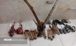 دستگیری ۶ شکارچی متخلف و کشف یک رأس کل وحشی در بستک