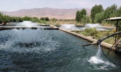 افتتاح ۱۴ هزار میلیارد تومان پروژه شیلاتی در هفته دولت