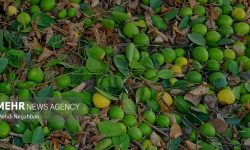 گزارش مهر از برداشت لیمو ترش در رودان