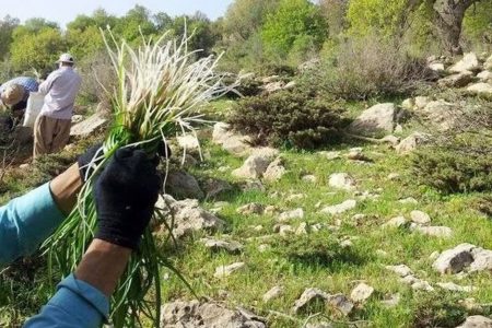 اجرای طرح احیاء، اصلاح و توسعه گیاهان دارویی در شهرستان میناب