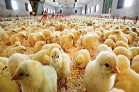 بیش از ۱۱ میلیون قطعه جوجه ریزی در واحدهای پرورش طیور هرمزگان انجام شد
